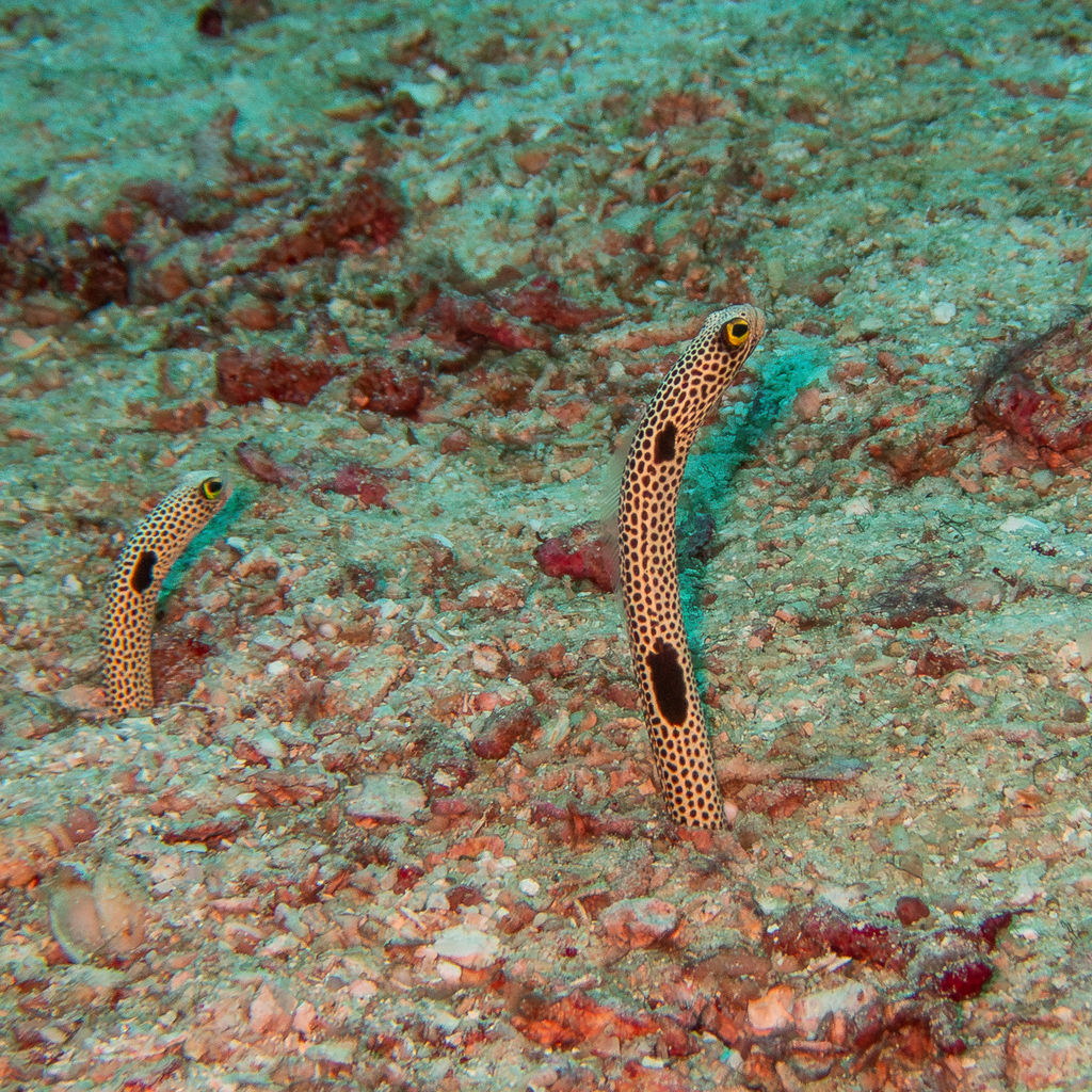 Spotted garden eels rising from sand, black spots clearly visible