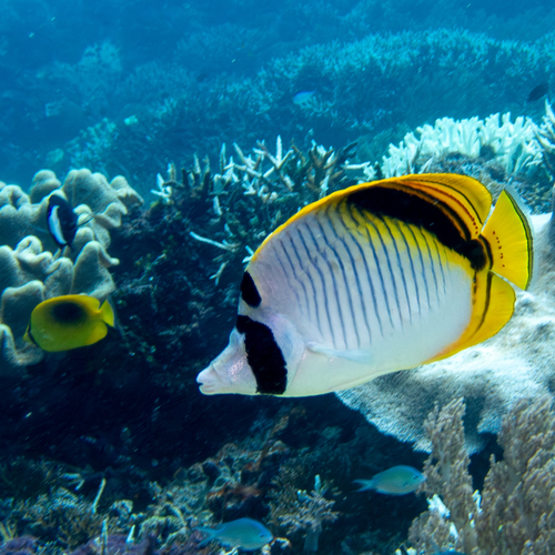 Spotnape butterflyfish (Chaetodon oxycephalus) — Chaetodontidae
