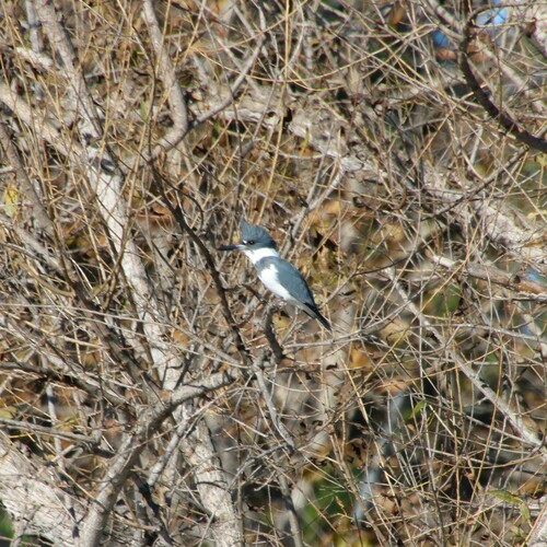 iNaturalist observation photo of Belted Kingfisher