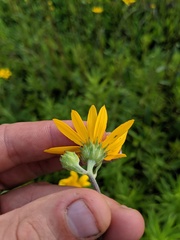 Helianthus occidentalis