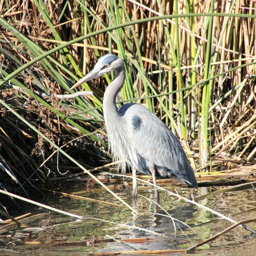 iNaturalist observation photo of Great Blue Heron