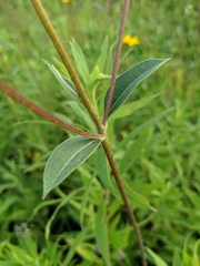 Helianthus occidentalis