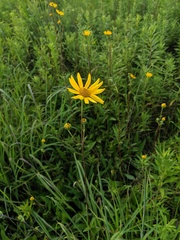Helianthus occidentalis