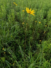 Helianthus occidentalis