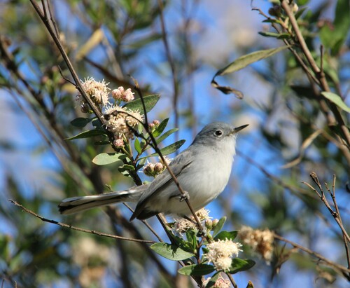 iNaturalist observation photo of Blue-gray Gnatcatcher