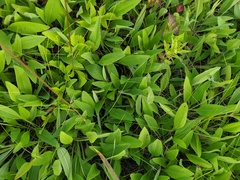Helianthus occidentalis