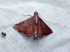 Hypsopygia pelasgalis