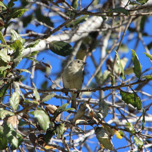 iNaturalist observation photo of Ruby-crowned Kinglet