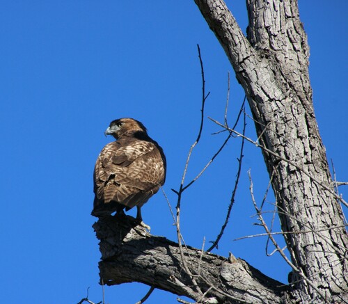 iNaturalist observation photo of Red-tailed Hawk