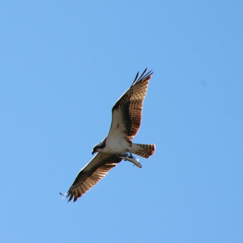 iNaturalist observation photo of Osprey