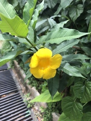 Allamanda