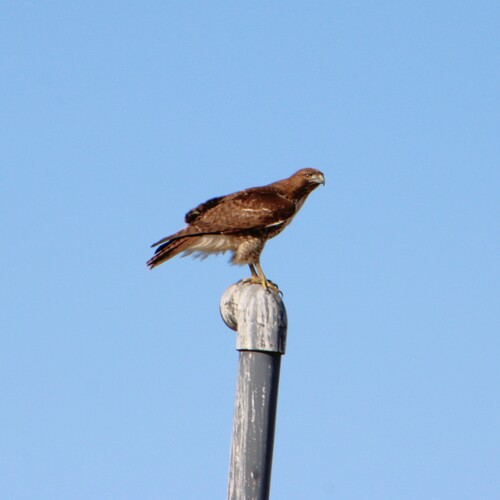 iNaturalist observation photo of Red-tailed Hawk