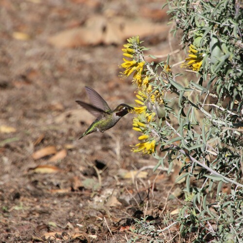 iNaturalist observation photo of Anna's Hummingbird