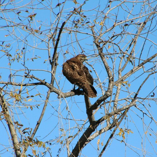 iNaturalist observation photo of Red-tailed Hawk