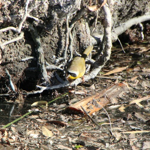 iNaturalist observation photo of Common Yellowthroat