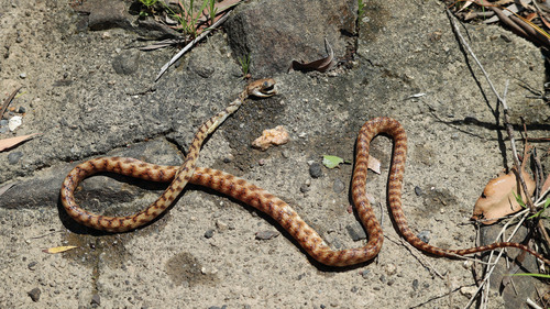 Brown Tree Snake sighting