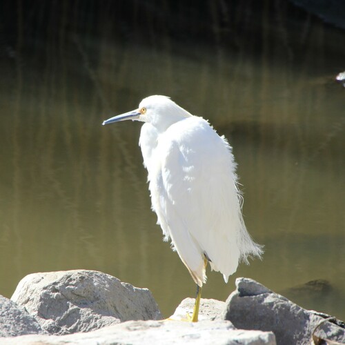 iNaturalist observation photo of Snowy Egret