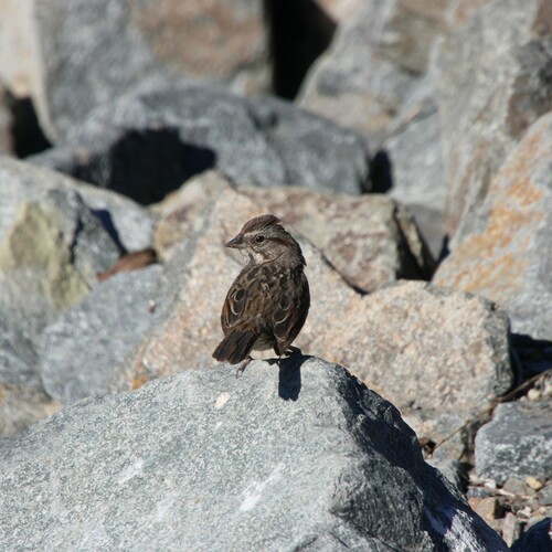 iNaturalist observation photo of Song Sparrow