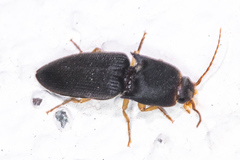 Heteroderes amplicollis