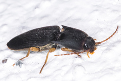 Heteroderes amplicollis