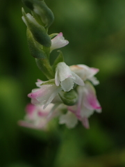 Spiranthes sinensis