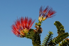 Melaleuca aestiva