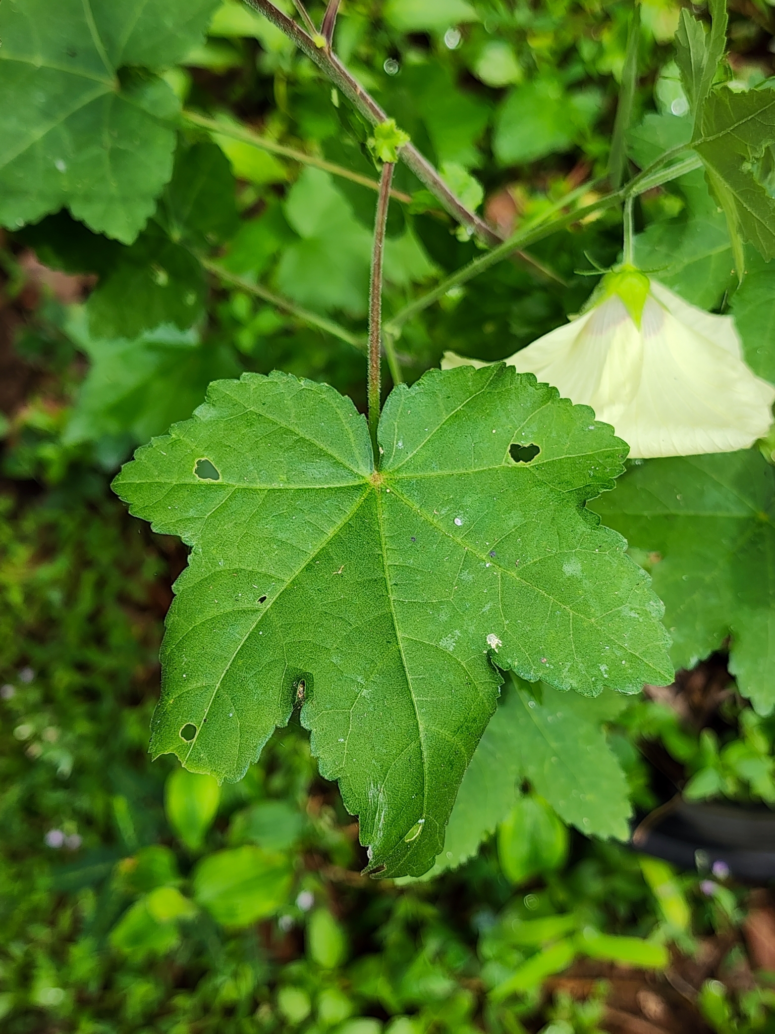 Imagem de Vinagreira-branca