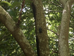 Serrognathus titanus okinawanus