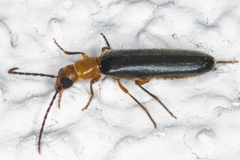 Xanthochroina bicolor