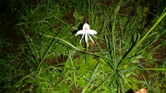 Habenaria grandifloriformis