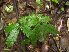 Alectryon excelsus excelsus