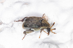 Acanthoscelidina