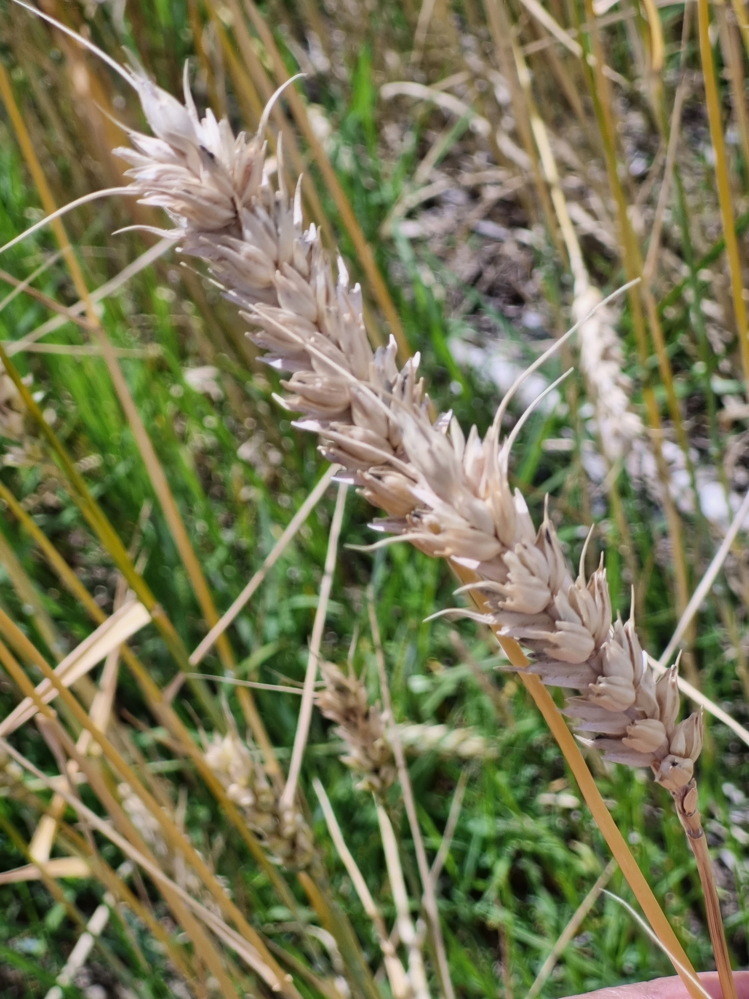 Photo by glkapene via iNaturalist (Copyright glkapene)