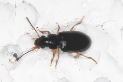 Bradycellus californicus
