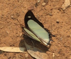 Polyura jalysus