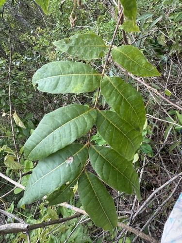 Foto de Cedro-australiano