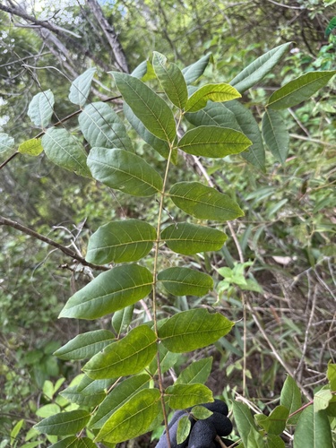 Foto de Cedro-australiano