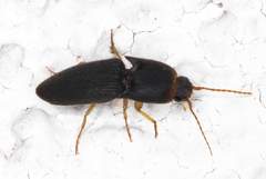 Heteroderes amplicollis