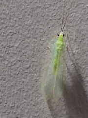 Ceraeochrysa lineaticornis