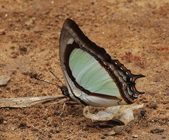 Polyura jalysus