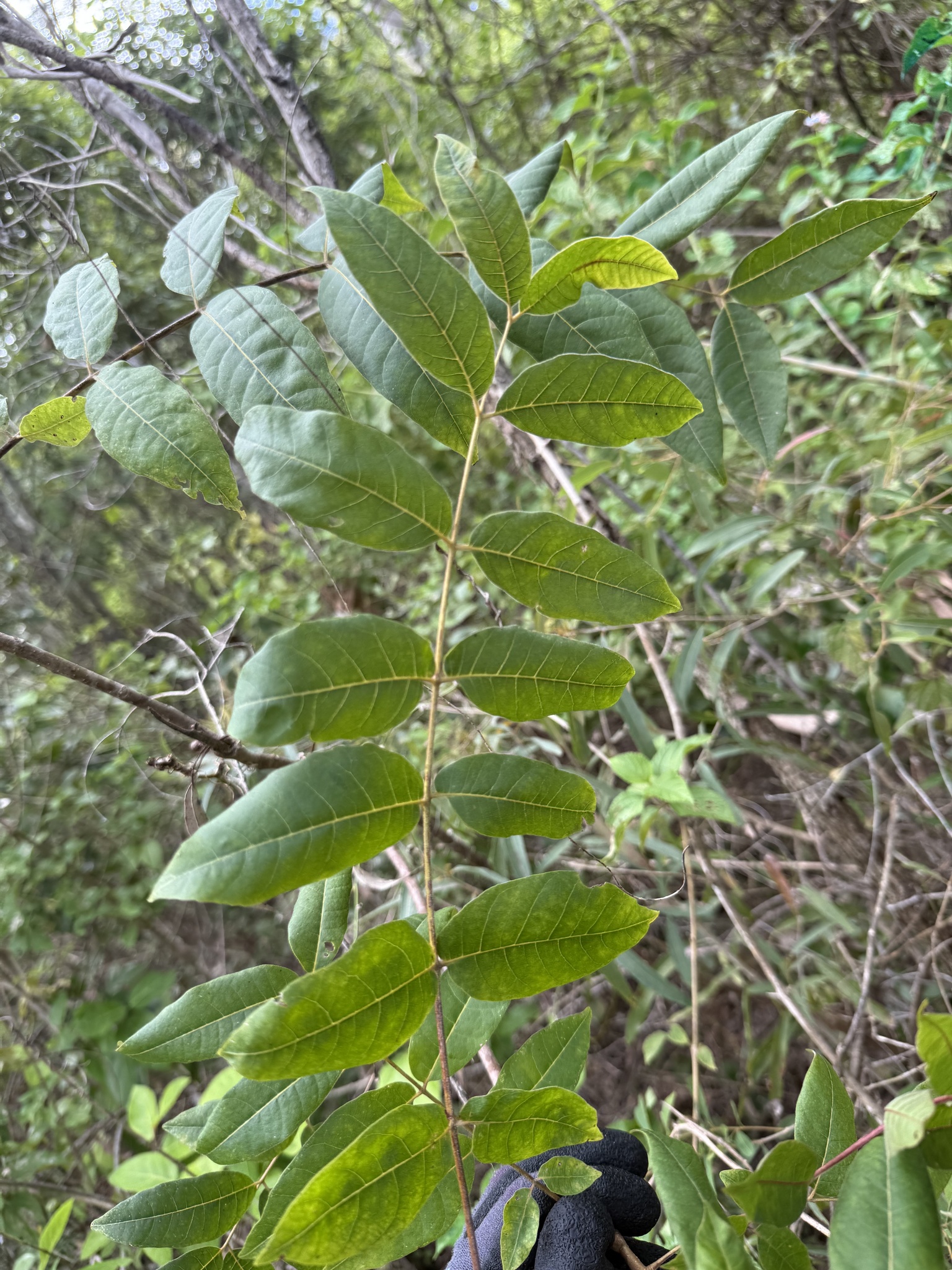 Imagem de Cedro-australiano
