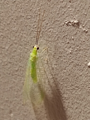 Ceraeochrysa lineaticornis