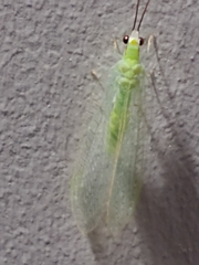 Ceraeochrysa lineaticornis