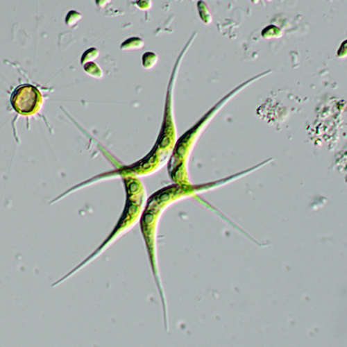 Chlorellales