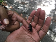 Serrognathus titanus okinawanus