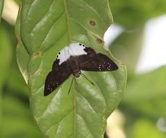Tagiades calligana