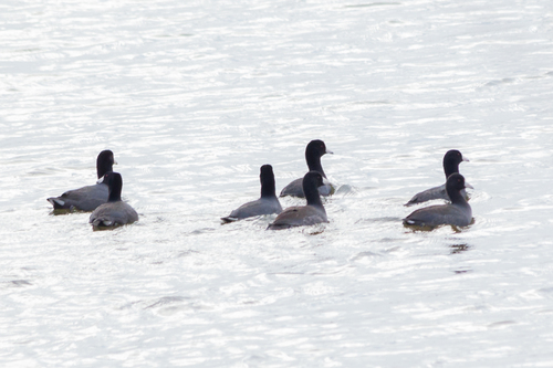 American Coot photographed in Alabama