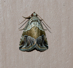 Maliattha separata