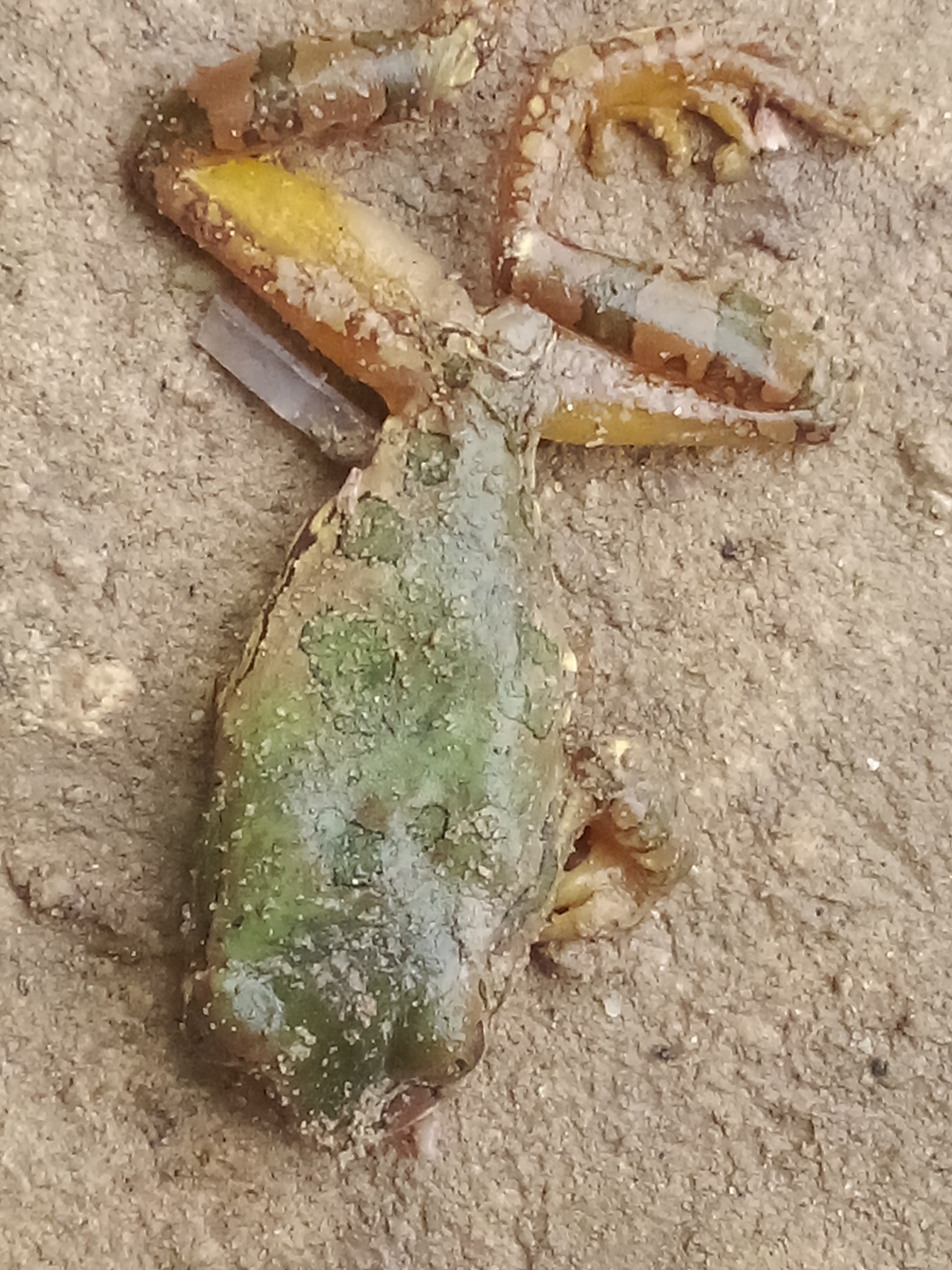 Leptopelis natalensis (Smith, 1849)