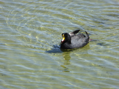 Fulica gigantea